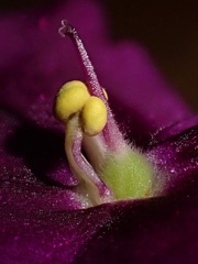 P4061749a